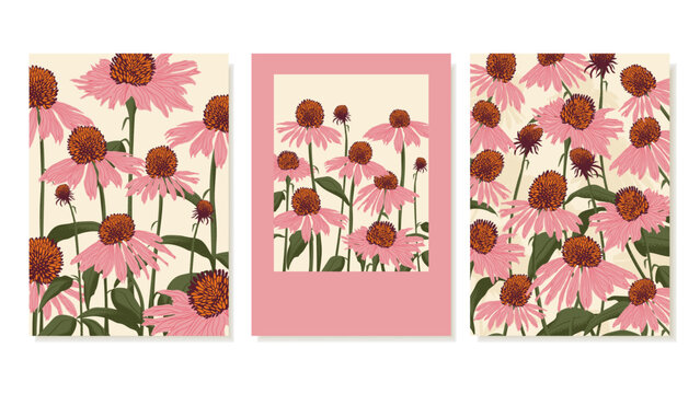 Colorful Abstract Posters With Echinacea Purpurea. Summer Floral background for rustic design of wedding invitations, greeting cards, flyers