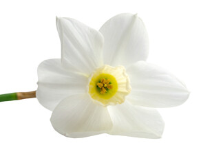 Delicate white daffodil bloom, centered, with yellow trumpet and green stem fragment