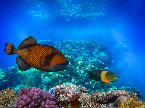 Wonderful and beautiful underwater world with corals