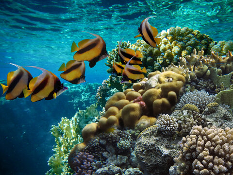 Wonderful and beautiful underwater world with corals