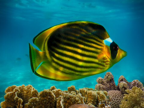 Wonderful and beautiful underwater world with corals