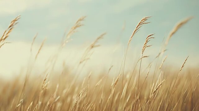 Golden phragmites reeds swaying in warm sunlight across a peaceful meadow, soft bokeh and ample copy space evoke serene late summer warmth and rural tranquility