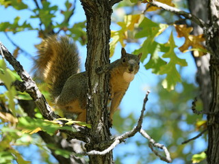 Obraz premium Fox Squirrel (Sciurus niger) Holding Bur Oak (Quercus macrocarpa) Acorn in Autumn, Colorado