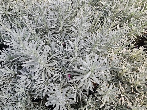 Crossostephium chinense has slender, silvery-gray leaves with a soft texture. It is popularly grown as an ornamental plant in pots or for garden decoration. It is considered a plant of prosperity