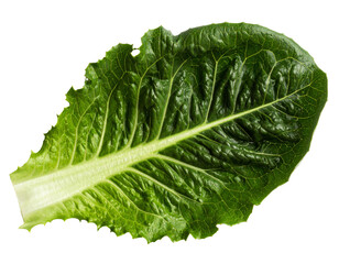 Vibrant, textured green leafy vegetable against a stark black background