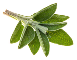 A sprig of fuzzy green leaves, detailed macro view