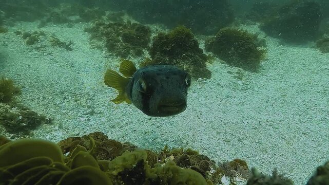 A porcupinefish turns to face the camera, revealing the transparent outer layer of its large globular eyes. The slow movement highlights eye anatomy and defensive awareness underwater.