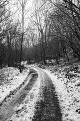 Obraz premium Winter forest trail in Italy lined with melting snow and bare trees creating a natural seasonal contrast along the quiet woodland path