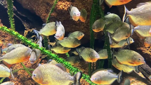 A School of Piranhas in a Tropical Pond. A school of large, shiny piranhas moves chaotically in the clear water of a tropical pond