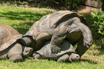 Fototapeta premium Two big turtles make love for posterity