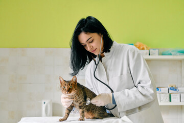Female Veterinarian Examines Cat With Stethoscope In Bright Clinic