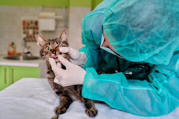 Vet Exam Protective Gear On, Vet Checks Cats Mouth During Dental Checkup in Clinic