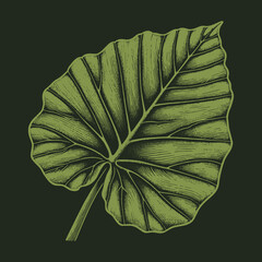Detailed Botanical Illustration of a Tropical Leaf on Dark Background.