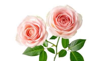 Two delicate pink roses with green leaves isolated on transparent background