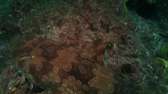 Slow zoom out on a wobbegong shark resting on the seabed, revealing intricate patterns of its camouflaged skin and natural texture. Filmed at Julian Rocks, Byron Bay, New South Wales, Australia.