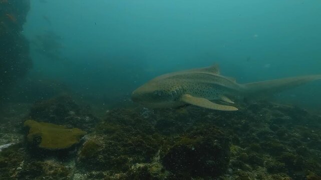 A leopard shark swims toward the camera, then calmly turns and leaves, with floating seaweed drifting in the water around it. Filmed at Julian Rocks, Byron Bay, New South Wales, Australia.
