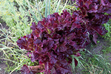 On a clear sunny day, dark red lettuce grows in a garden in a country house