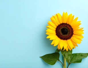 Obraz premium A single sunflower, vibrant yellow petals and dark center, rests against a light blue backdrop. The green stem supports leaves