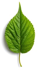 Fototapeta premium A single, vibrant green leaf, split down the middle, showcasing veins and texture, casting a shadow on a white background