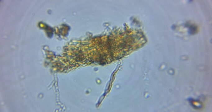 live microscopic observation of a natural micro ecosystem contained within a drop of freshwater.