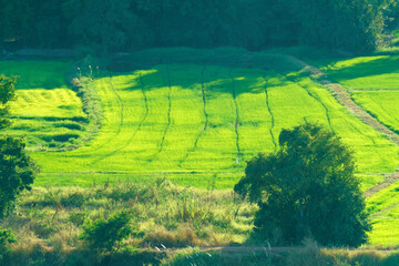 A scenic view of vibrant green rice fields with distinct irrigation lines, surrounded by lush tropical trees and vegetation under bright natural sunlight in a rural agricultural landscape.