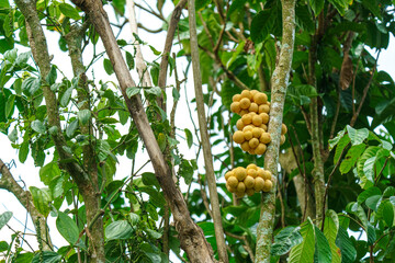 Bunches of ripe Longkong or Langsat fruit hanging from a tree trunk in a lush tropical orchard. Tropical exotic fruit growing naturally in a garden with green foliage in the background.