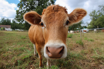 Brown cow standing in open pasture, calmly chewing grass under clear blue sky