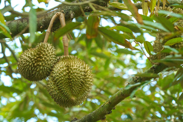 Fresh durian fruit hanging from a branch in an orchard. King of fruits with sharp thorns and green skin in a tropical environment. Close-up view of organic cultivation in Thailand.