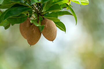 Fresh sapodilla fruits hanging on a tree branch with lush green leaves. Tropical fruit growing in a garden with a soft bokeh background. Natural agricultural concept of Manilkara zapota.