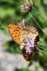 Obraz premium Kaisermantel in den albanischen Alpen
