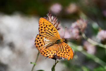 Obraz premium Kaisermantel in den albanischen Alpen