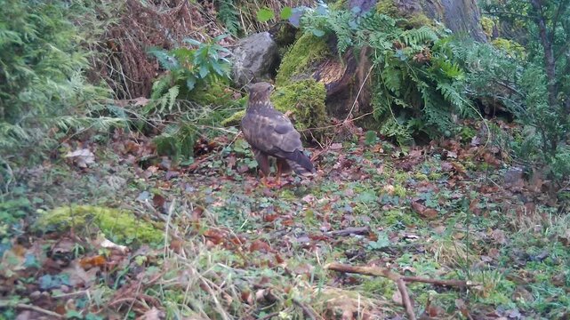 Common Buzzard (Buteo buteo)