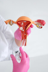Close-up of gynecology anatomy model showing uterus, cervix and ovaries in doctor hands. Medical...