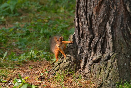 Russia, Kuzbass, Zenkovo.  A wild red squirrel, fed by visitors to Zenkovsky Park on a cool autumn morning.
