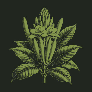 Botanical Illustration of Tabernaemontana Divaricata Plant with Green Tones.