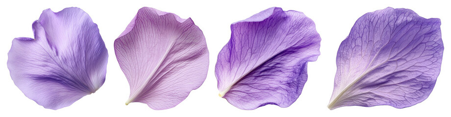 Naklejka premium PNG Delicate purple flower petals, transparent background