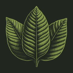Engraved Kratom Leaves: A Detailed Botanical Illustration for Wellness.