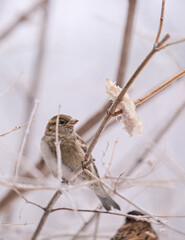 A small bird is perched on a branch in the snow