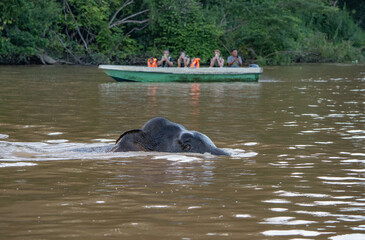 Kinabatangan River Sabah, Malaysian Borneo Borneo pygmy elephant © MIIA