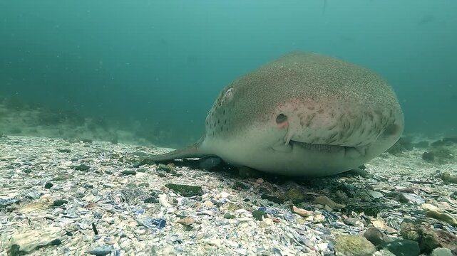Close-up on the head of a leopard shark resting on the seabed, then turning to reveal its spotted pattern and long tail. Filmed at Julian Rocks, Byron Bay, Australia.