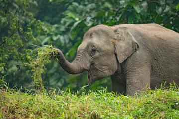 Kinabatangan River Sabah, Malaysian Borneo Borneo pygmy elephant © MIIA