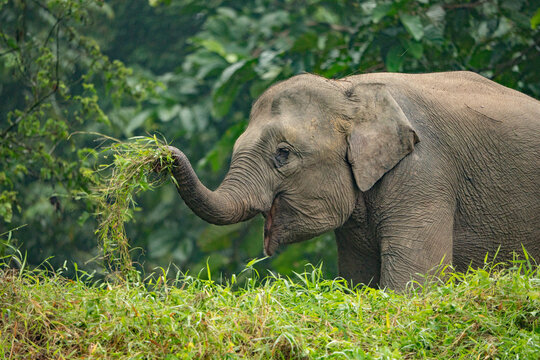 Kinabatangan River Sabah, Malaysian Borneo
Borneo pygmy elephant