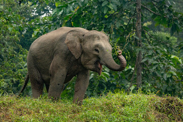 Naklejka premium Kinabatangan River Sabah, Malaysian Borneo Borneo pygmy elephant
