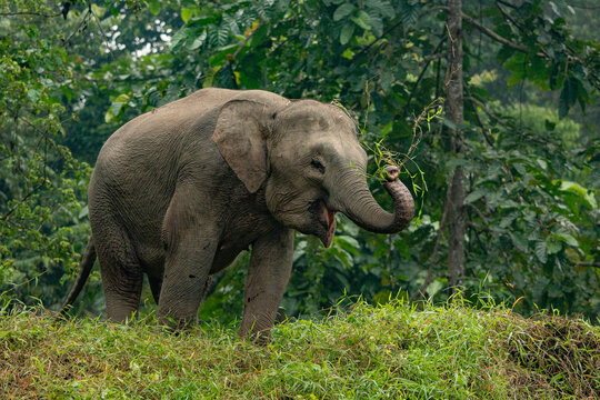 Kinabatangan River Sabah, Malaysian Borneo
Borneo pygmy elephant