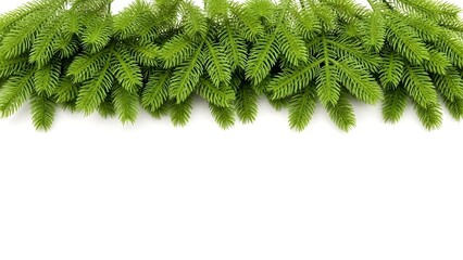 A vibrant green fern frond arrangement stretches across a clean white background creating a natural border