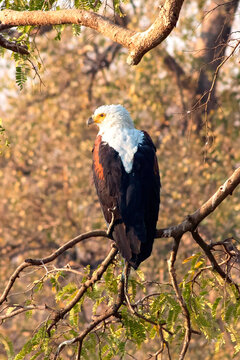 African Fish Eagle in South Luangwa national park, Zambia