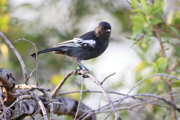 Southern black tit  (Melaniparus niger ravidus) is a species of bird in the tit family Paridae. This photo was taken in Kurger National Park, South Africa.