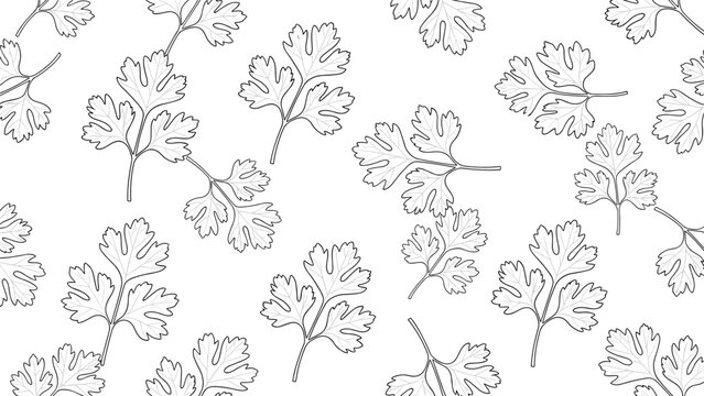 Sketched coriander or parsley leaves in black and white line art style create a clean and modern seamless culinary herbal pattern.