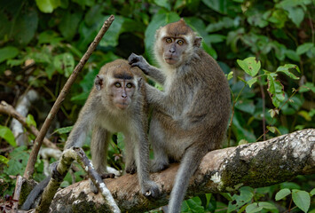 Obraz premium Kinabatangan River, Malaysian Borneo Long-tailed macaque monkey