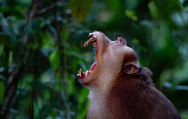Kinabatangan River Sabah, Malaysian Borneo Pig-tailed macaque monkey © MIIA
